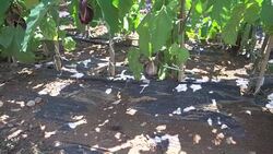 Agriculture, field, mulch film biodegradable plastic Stock Footage