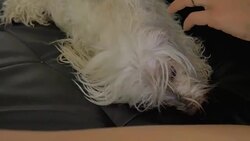 Maltese puppy Stock Footage