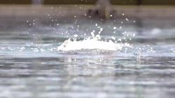 Respiratory System Instructional Video