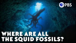 Where Are All The Squid Fossils? Instructional Video