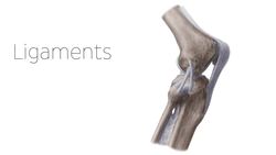 What is a ligament? Instructional Video