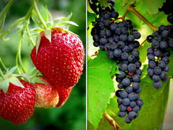 The Fruit Instructional Video