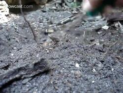 How to Learn the Top Tomato Gardening Tips Instructional Video