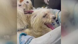 Animal advocates call for crackdown on illegal breeding in Manitoba, amid crowding crunch at shelters Instructional Video