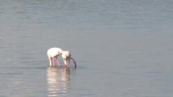 CLEAN : Pink flamingos stop over in Cyprus during winter migration News Clip