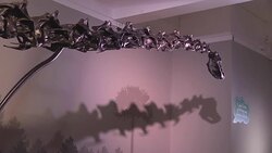 Dippy the Dinosaur unveiled at Ulster Museum Stock Footage