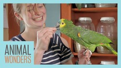 Taylor Trains an Amazon Parrot Instructional Video