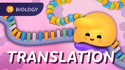 Translation: How RNA Gets Translated into Protein Power: Crash Course Biology #35 Instructional Video