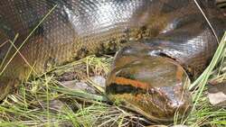 Exploring Snake Species Around the World Instructional Video