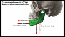 Temporomandibular Joint 😲 Mastication Muscles Instructional Video