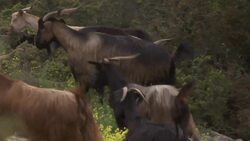 Greeks in Europe's oldest region on 'grey vote' Instructional Video