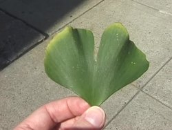 Gymnosperms and Angiosperms: Grouping Gymnosperms Instructional Video