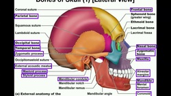 Anatomy | The Human Skull Instructional Video