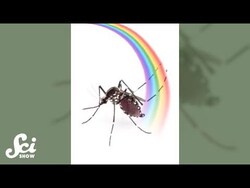 What’s a mosquito’s favorite color? #shorts #science #SciShow Instructional Video