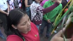 CLEAN : Student orchestra pays tribute to indigenous people during protest in Colombia News Clip
