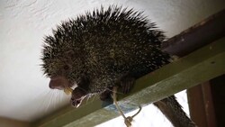 Kemosabe's Tree Fort Instructional Video