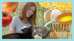 5 Tips for Pet Safe BBQs Instructional Video