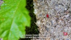 How To Get Rid Of and Prevent Clover Mites (Tiny Red Bugs) Instructional Video