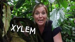 How Do Rainforests Make Clouds? | Maddie Moate Instructional Video