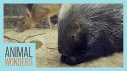 Twitter Q&A in the Romping Room - Quills, Teeth, and Cuddles Instructional Video