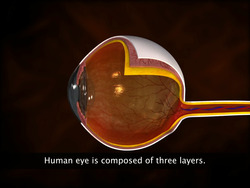 Anatomy of Human Eye Instructional Video