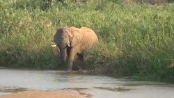 A male elephant walking into a river. Stock Footage
