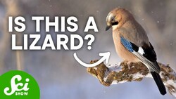 What is Taxonomy and Why is it So Complicated? Instructional Video