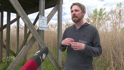 Phragmites biological control program in Essex County News Clip