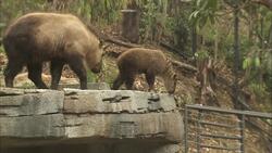 Takin' Care of a Baby Takin at the San Diego Zoo Instructional Video