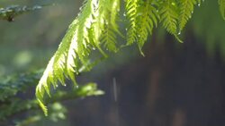 Transpiration Instructional Video