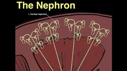 The Nephron Instructional Video