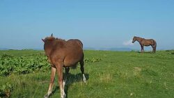 Two brown horses grazing and walking on mountain pasture. Long shot. Carpathians mountain pasture at summer. Ukrainian nature landscape. Green grassland under blue sky. Blurred background Stock Footage