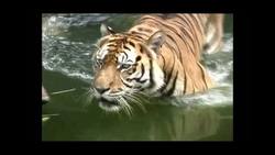 Animal Facts - Learn fun Facts about Animals Instructional Video