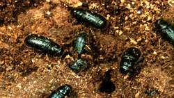 Converting Beetle-Killed Trees Into Renewable Energy Instructional Video