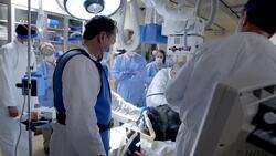 Meet Vila, Who Was One of the Oldest Gorillas in the World Instructional Video