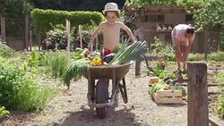 Smiling Boy Pushing Wheel Barrow With Vegetables Stock Footage
