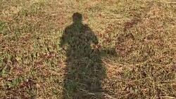 Shadow people on grass Stock Footage