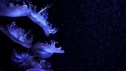 Close-up Jellyfish, Medusa in fish tank with neon light. Stock Footage