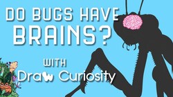 Do Bugs Have Brains? Instructional Video