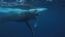The Secret World of Whales Revealed in Close-Up Underwater Footage Stock Footage