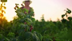 An elderly woman collects raspberries at sunset. Organic food. Stock Footage