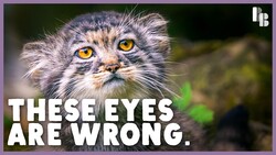 These Cats Have Human Eyes Instructional Video