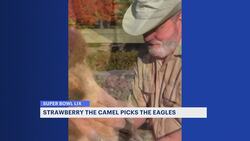 New Jersey’s ‘psychic’ animals predict Eagles to win the Super Bowl News Clip