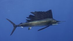 The Incredible Speed and Tactics of the Sailfish: Masters of the Ocean Instructional Video
