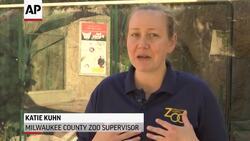 Milwaukee zoo has first red panda cub News Clip