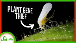 Whiteflies Destroy Crops Thanks to a Stolen Plant Gene | SciShow News Instructional Video