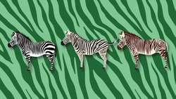 Zebra Facts for Kids Instructional Video
