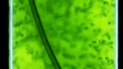 Photobioreactor in Algae fuel biofuel industry . Stock Footage