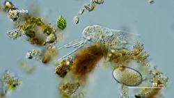 The Case of the Mistaken Amoeba Instructional Video