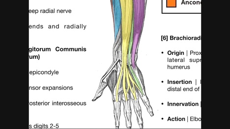 Posterior Forearm Muscles | Deep Layer